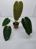 Anthurium Veitchii Narrow