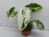 Alocasia Frydek Variegata