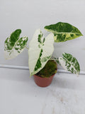 Alocasia Frydek Variegata