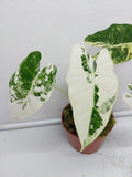 Alocasia Frydek Variegata