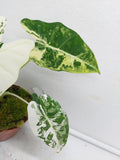 Alocasia Frydek Variegata