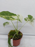 Alocasia Frydek Variegata