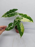 Alocasia Frydek Variegata