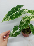 Alocasia Frydek Variegata