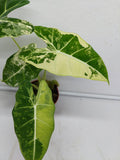 Alocasia Frydek Variegata