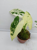 Alocasia Frydek Variegata