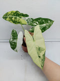 Alocasia Frydek Variegata