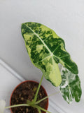 Alocasia Frydek Variegata