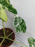 Alocasia Frydek Variegata