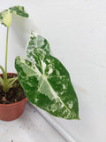 Alocasia Frydek Variegata