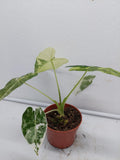 Alocasia Frydek Variegata