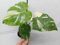 Monstera Thai Constellation