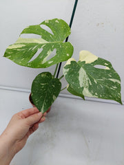 Monstera Thai Constellation