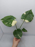 Monstera Thai Constellation