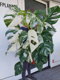 Monstera Variegata buschig