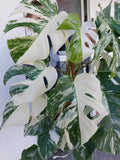 Monstera Variegata buschig