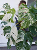 Monstera Variegata buschig