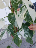 Monstera Variegata buschig