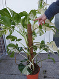 Monstera Variegata buschig