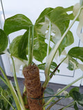 Monstera Variegata buschig