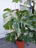 Monstera Variegata buschig