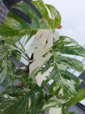 Monstera Variegata buschig