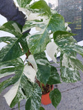 Monstera Variegata buschig