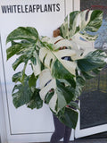 Monstera Variegata buschig