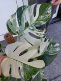 Monstera Variegata buschig