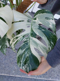 Monstera Variegata buschig