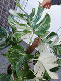 Monstera Variegata buschig