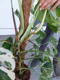 Monstera Variegata buschig