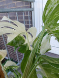 Monstera Variegata buschig