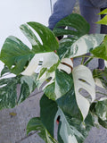 Monstera Variegata buschig