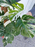 Monstera Variegata buschig