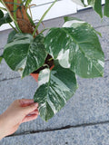 Monstera Variegata buschig