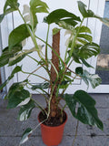 Monstera Variegata buschig