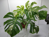 Monstera Variegata Adult