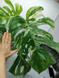 Monstera Variegata Adult