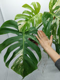 Monstera Variegata Adult