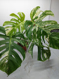 Monstera Variegata Adult