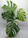 Monstera Variegata Adult