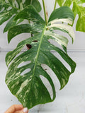 Monstera Variegata Adult