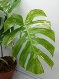 Monstera Variegata Adult