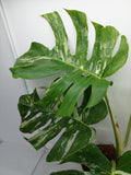 Monstera Variegata Adult