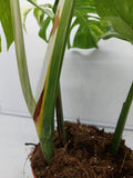 Monstera Variegata Adult