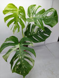 Monstera Variegata Adult