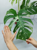 Monstera Variegata Adult