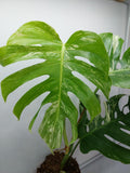 Monstera Variegata Adult