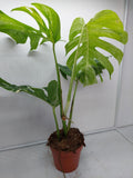 Monstera Variegata Adult